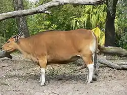 バンテン Bos javanicus