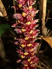 茎の上部に穂状花序をつくり、多数の花が密につき、三角形の苞の腋ごとに1個ずつつく。