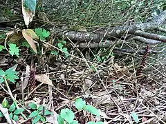 生育環境。ミヤマハンノキの根に寄生し、刈り払われたチシマザサの間から出ていた。