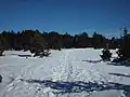 グダル山地に生えるヨーロッパクロマツ