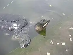クロスッポン
