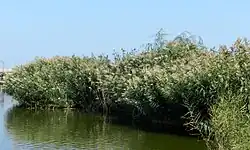 バグラシュ湖・大河口風景区