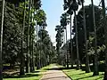 ヤシの並木