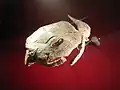 バルセロナで発見された化石