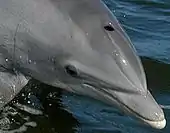 ハクジラ(ハンドウイルカ)の1個の噴気孔