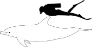 ヒトとの大きさ比較