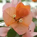 ブーゲンビリア(オシロイバナ科)の花は色鮮やかな苞の途中についている