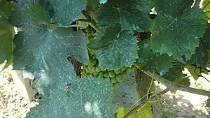 ボルドー液を散布したブドウの葉