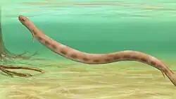 Diplocaulus magnicornis