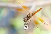 ヒメキトンボ属ヒメキトンボBrachythemis contaminata