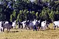 放牧場にいる雄牛