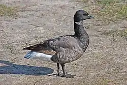 コクガン