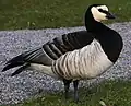 カオジロガンB. leucopsis