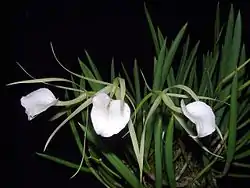 B. nodosa