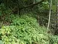群落の様子
