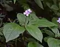 葉と花