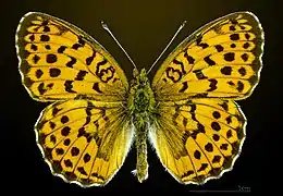 ヒョウモンチョウ