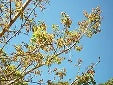 若葉（撮影場所: 南アフリカ共和国アマンジムトティ（英語版） (Amanzimtoti)）。