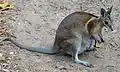 タヅナツメオワラビーL. conspicillatus