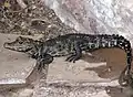 ニシアフリカコビトワニO. tetraspis