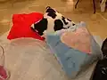 牛柄のクッション(※ダルメシアン柄という可能性もある)