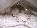 牡牛の睾丸を攻撃するサソリ。