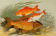 イギリスの淡水魚、図版