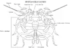 Brittaniclus rankini