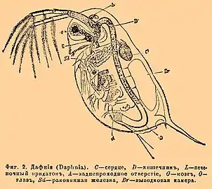 腕の様に発達した第二触角を持つミジンコ類