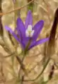 Brodiaea californica ssp. leptandra