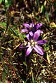 Brodiaea coronaria