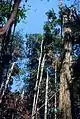 高木の樹冠が消失しギャップが形成された森林（アマゾン）