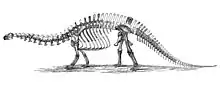 古生物学者オスニエル・チャールズ・マーシュの手になる、Brontosaurus excelsus (現Apatosaurus excelsus)の骨格見取図(1896年)