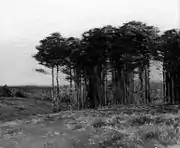 "Connecticut Pines" (c.1904)