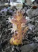 Orobanche sp.
