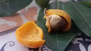 果実と種子。