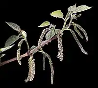 雄花序。淡緑色で穂状に垂れる。