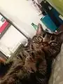 茶色