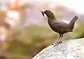 幼虫をくわえたカワガラス