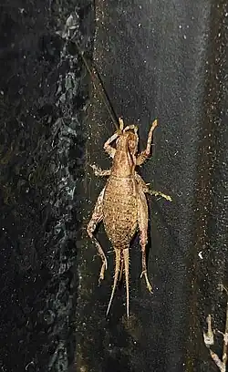カネタタキ