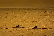 タイ湾にて