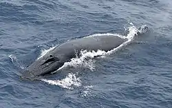 ニタリクジラ
