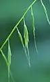 小穂の拡大