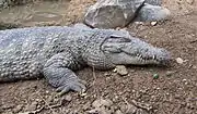 ニューギニアワニ Crocodylus novaeguineae