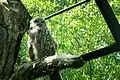 釧路市動物園の飼育個体