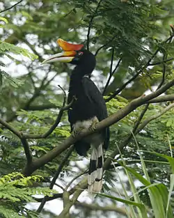 サイチョウ