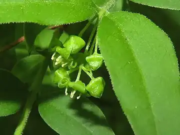 雄花序。