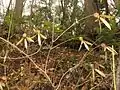 寄生性の低木であるツクバネ
