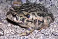 亜種カリフォルニアヒキガエルA. b. halophilus