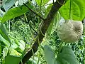 食用とされるニガカシュウの大きなムカゴ